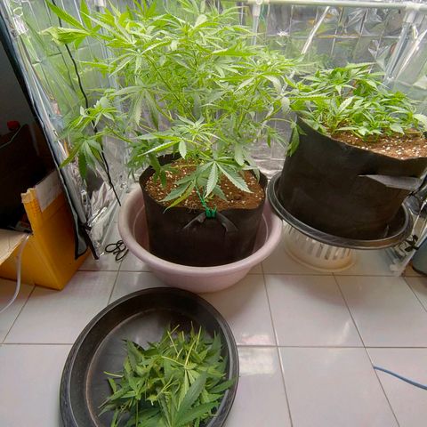 Dutch Passion's  growlog timeline photo