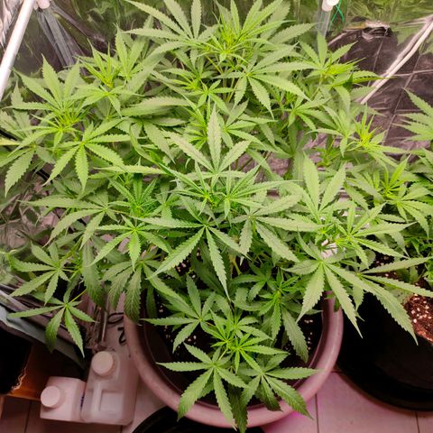 Dutch Passion's  growlog timeline photo