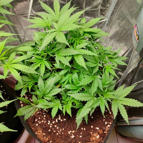 420FastBuds growlog timeline photo