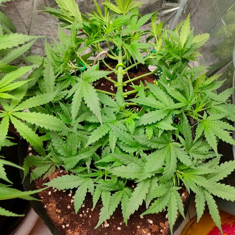 420FastBuds growlog timeline photo