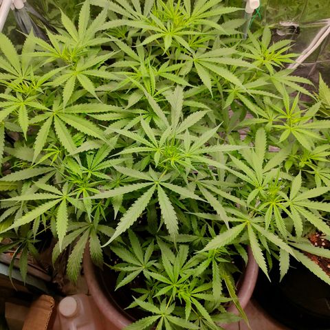 Dutch Passion's  growlog timeline photo