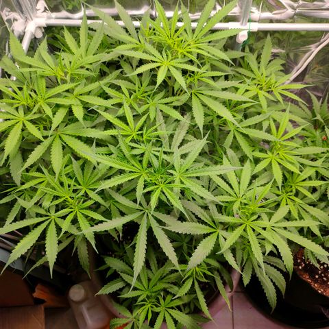 Dutch Passion's  growlog timeline photo
