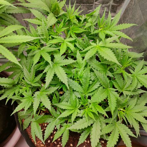 420FastBuds growlog timeline photo