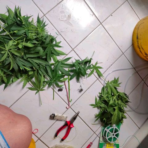 Dutch Passion's  growlog timeline photo
