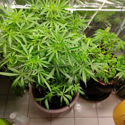Dutch Passion's  growlog timeline photo
