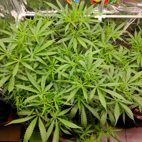 Dutch Passion's  growlog timeline photo