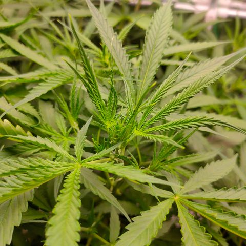 Dutch Passion's  growlog timeline photo