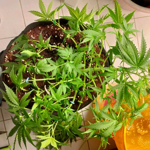 420FastBuds growlog timeline photo