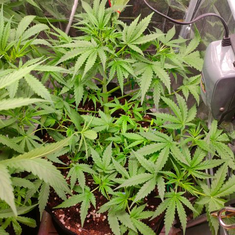 420FastBuds growlog timeline photo