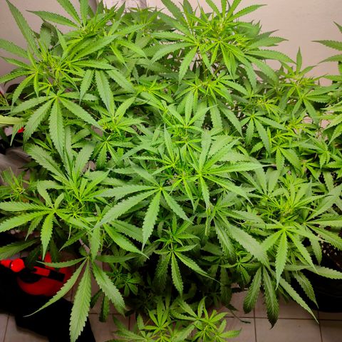 Dutch Passion's  growlog timeline photo