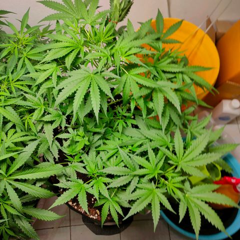 420FastBuds growlog timeline photo