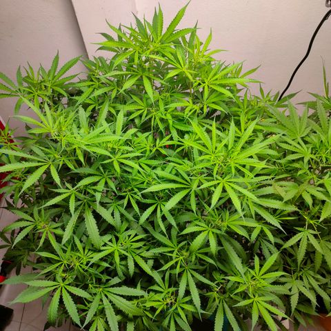 Dutch Passion's  growlog timeline photo