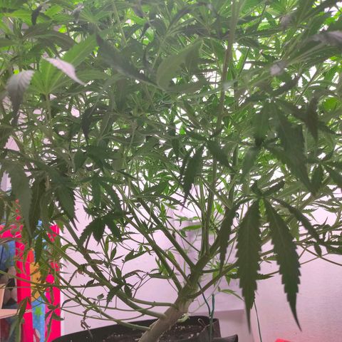 Dutch Passion's  growlog timeline photo