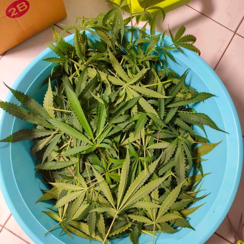 Dutch Passion's  growlog timeline photo