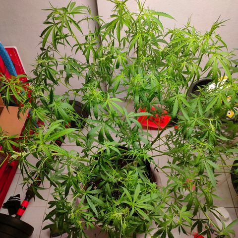Dutch Passion's  growlog timeline photo