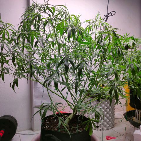 Dutch Passion's  growlog timeline photo