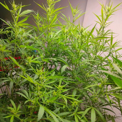 Dutch Passion's  growlog timeline photo