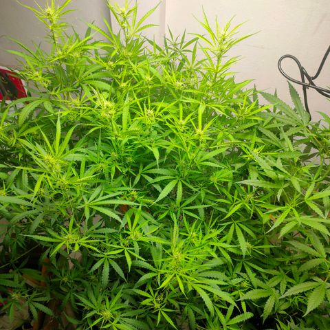 Dutch Passion's  growlog timeline photo