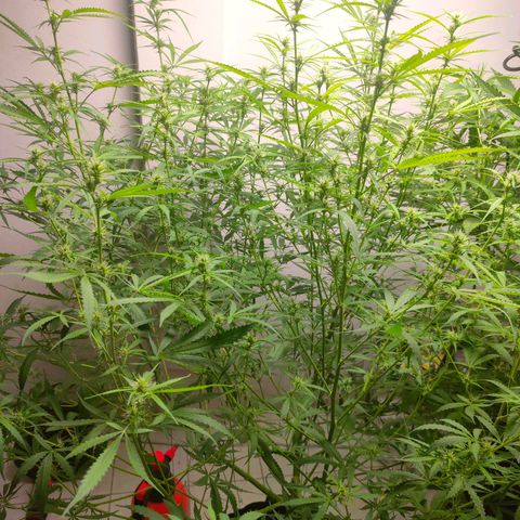 Dutch Passion's  growlog timeline photo