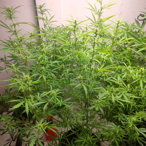 Dutch Passion's  growlog timeline photo