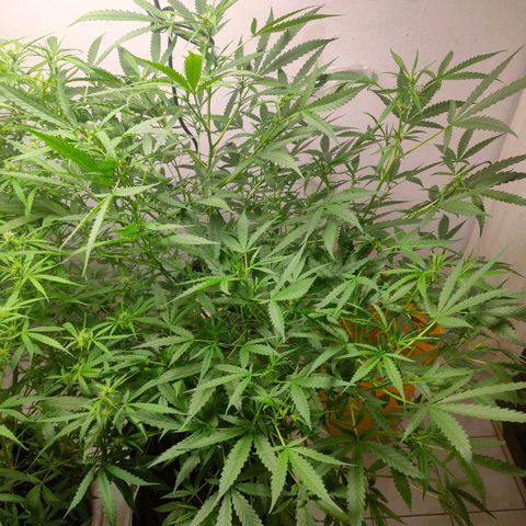 420FastBuds growlog timeline photo