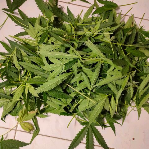 420FastBuds growlog timeline photo