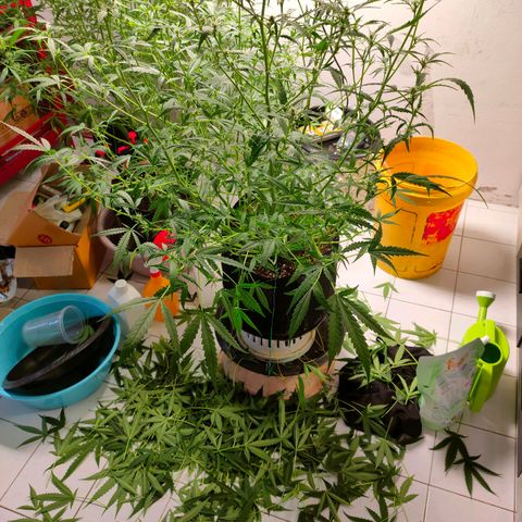 420FastBuds growlog timeline photo