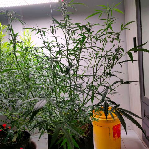 420FastBuds growlog timeline photo