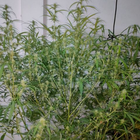 Dutch Passion's  growlog timeline photo