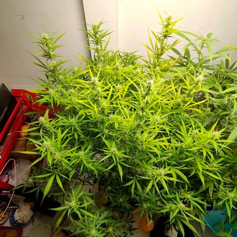 Dutch Passion's  growlog timeline photo