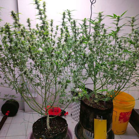 Dutch Passion's  growlog timeline photo