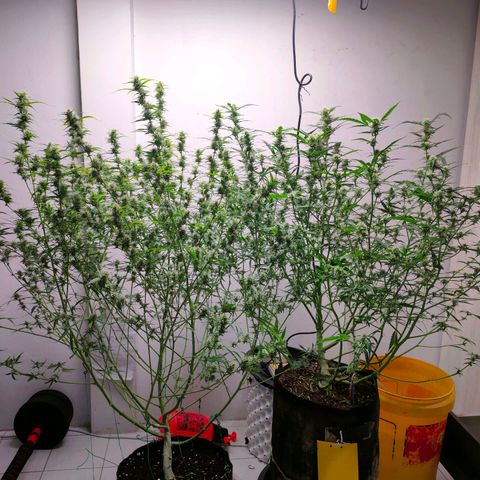 Dutch Passion's  growlog timeline photo