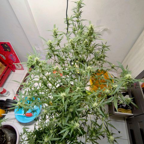 420FastBuds growlog timeline photo