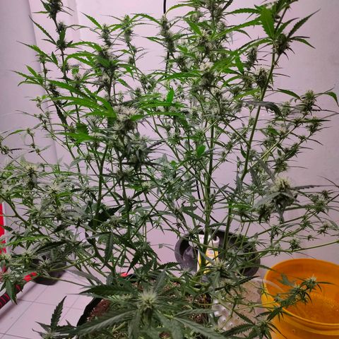 420FastBuds growlog timeline photo