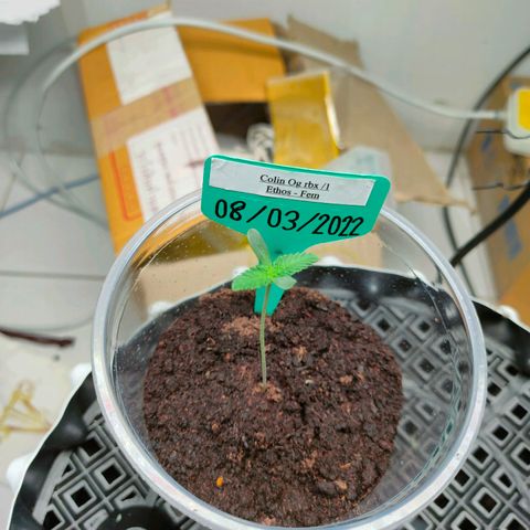 ETHOS By OG LAB growlog timeline photo