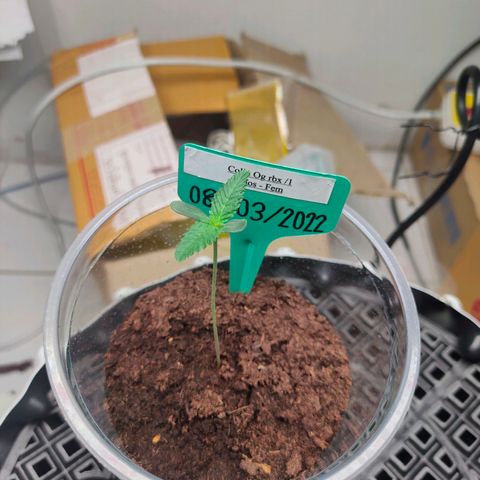 ETHOS By OG LAB growlog timeline photo