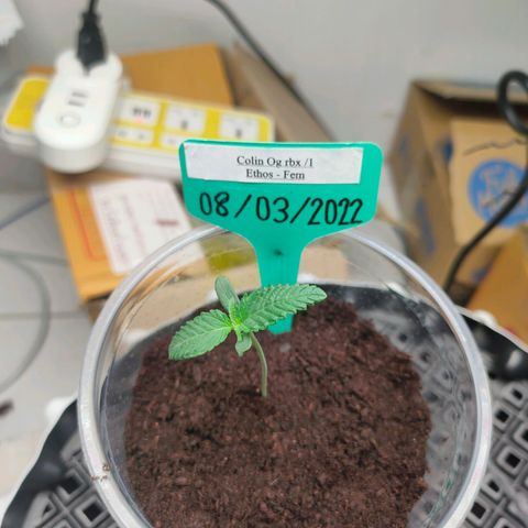 ETHOS By OG LAB growlog timeline photo