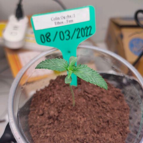 ETHOS By OG LAB growlog timeline photo