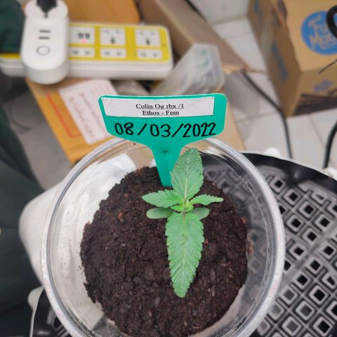 ETHOS By OG LAB growlog timeline photo