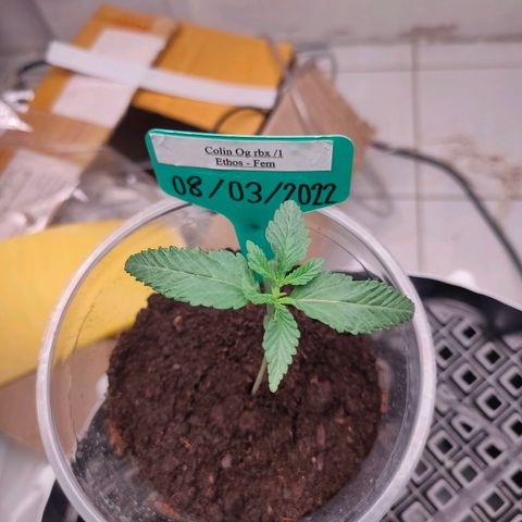 ETHOS By OG LAB growlog timeline photo