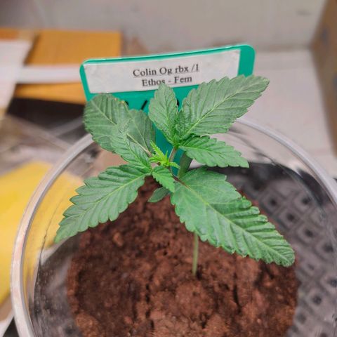ETHOS By OG LAB growlog timeline photo