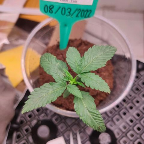 ETHOS By OG LAB growlog timeline photo