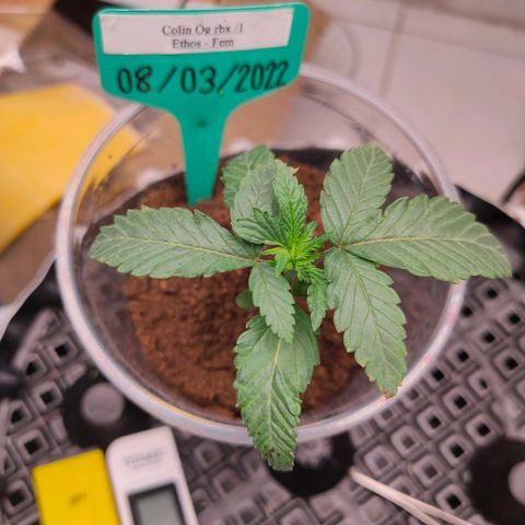 ETHOS By OG LAB growlog timeline photo