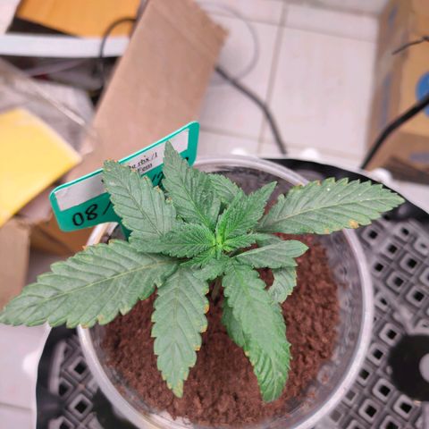 ETHOS By OG LAB growlog timeline photo