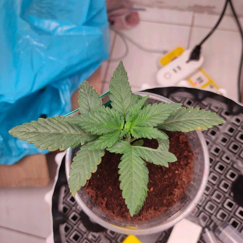 ETHOS By OG LAB growlog timeline photo
