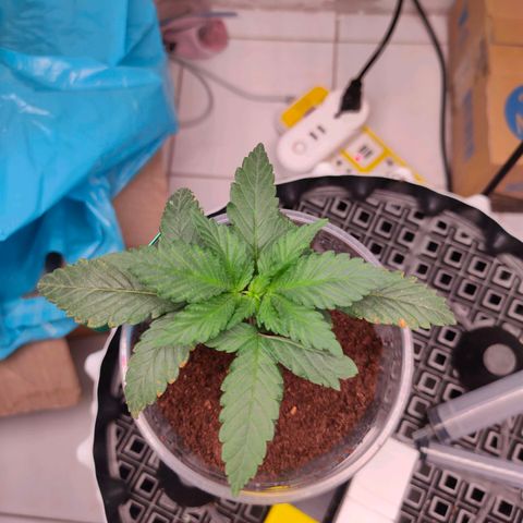 ETHOS By OG LAB growlog timeline photo