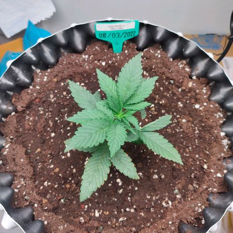 ETHOS By OG LAB growlog photo: ย้ายกระถาง 🌱✌️💯