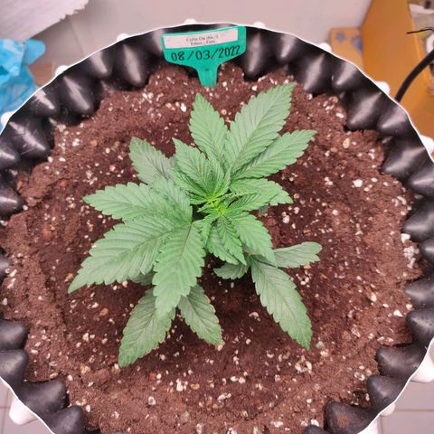 ETHOS By OG LAB growlog timeline photo