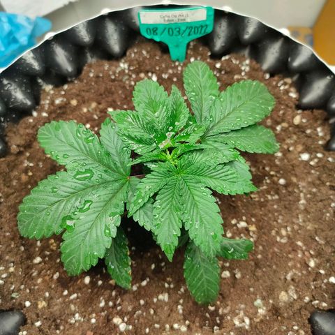 ETHOS By OG LAB growlog timeline photo