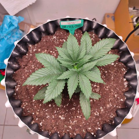 ETHOS By OG LAB growlog timeline photo